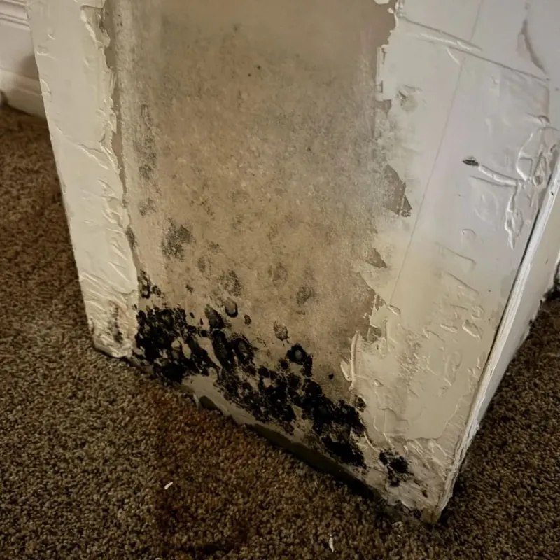 Professional Mold Removal in Cameron, TX